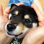 極小豆柴犬ふじまろ君