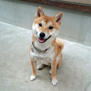 豆柴犬　大和くん