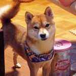 豆柴犬　弁慶くん