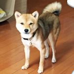 母犬極小豆柴　小麦ちゃん