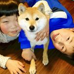 極小豆柴犬　豆太郎くん