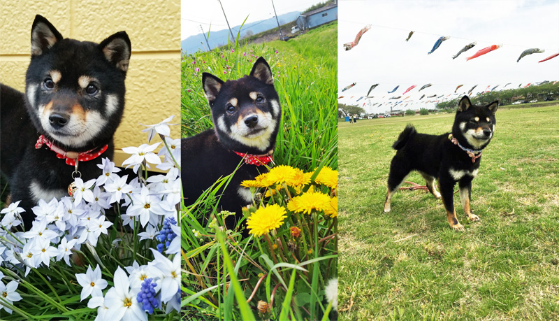 豆柴犬　叶ちゃん