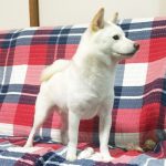 母犬極小豆柴犬　奔馳くん