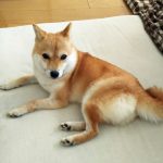 極小豆柴犬 カオリちゃん