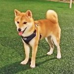 豆柴犬 佐助くん