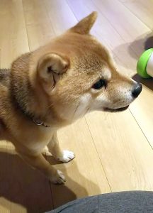 極小豆柴犬 大吉くん