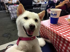 お客様の声　マロンちゃん