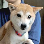 豆柴 里親犬