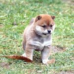 極小豆柴母犬 ハムちゃんの子b