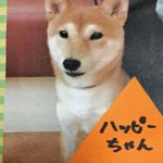 豆柴犬 ハッピーくん　　