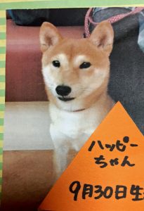 豆柴犬 ハッピーくん　　