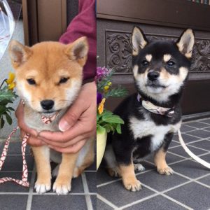 極小豆柴犬 ジローくんとこころくん