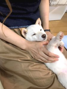 極小豆柴犬 まさるくん