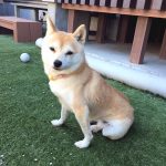 極小豆柴犬　レイナちゃん