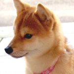 極小豆柴犬 花ちゃん