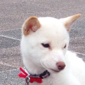 極小豆柴犬 ハッピーちゃん