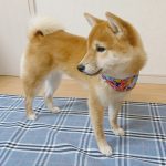 極小豆柴犬 ころみちゃん