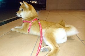 極小豆柴犬 ころみちゃん