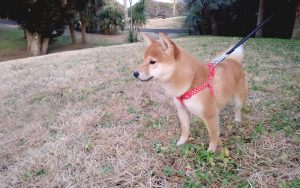 極小豆柴犬 ころみちゃん