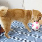 極小豆柴犬 ころみちゃん