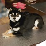 極小豆柴母犬 マメタくん