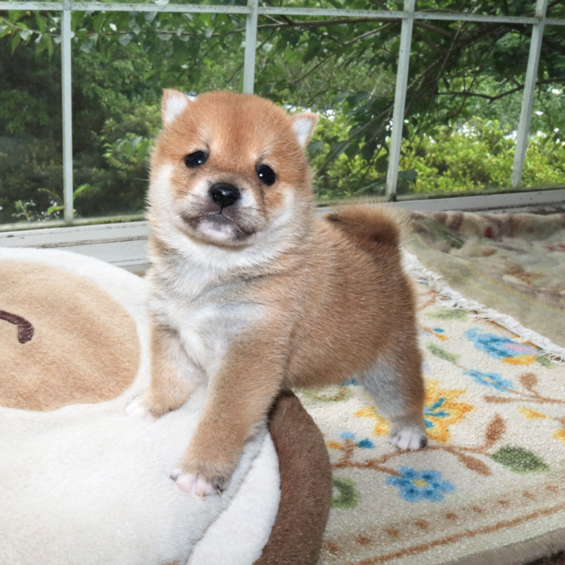 豆柴とは 成犬時の大きさ 価格 血統書 選び方など 豆柴ブリーダー富士野荘