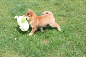 豆柴犬の子犬