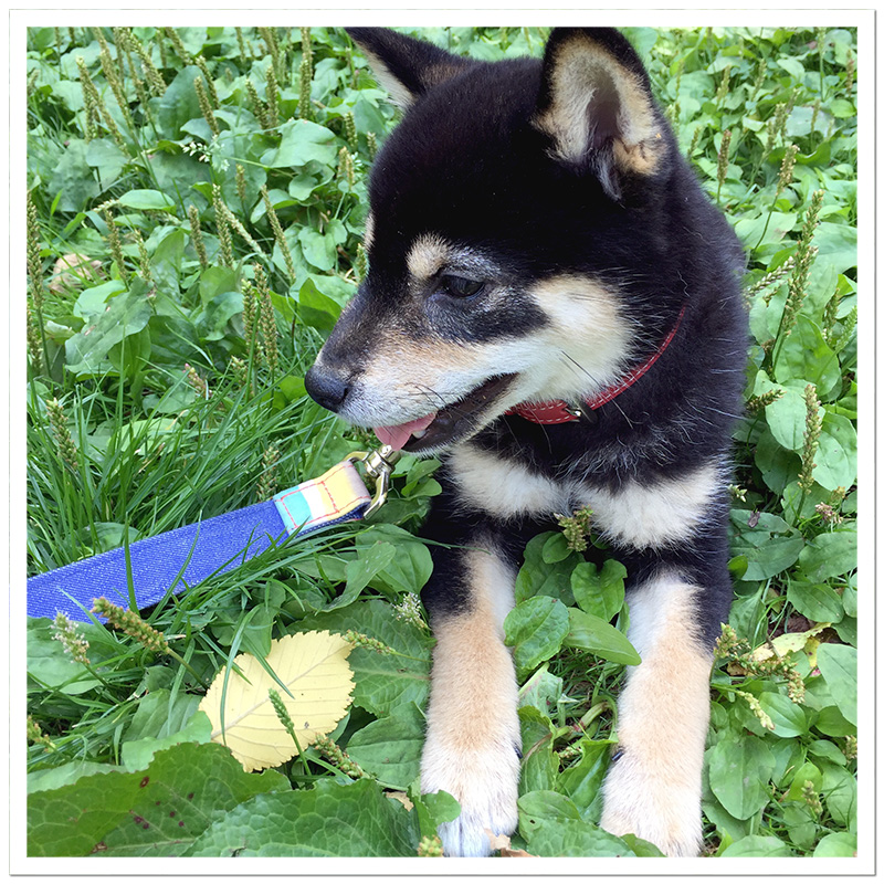 極小豆柴犬 夏音ちゃん