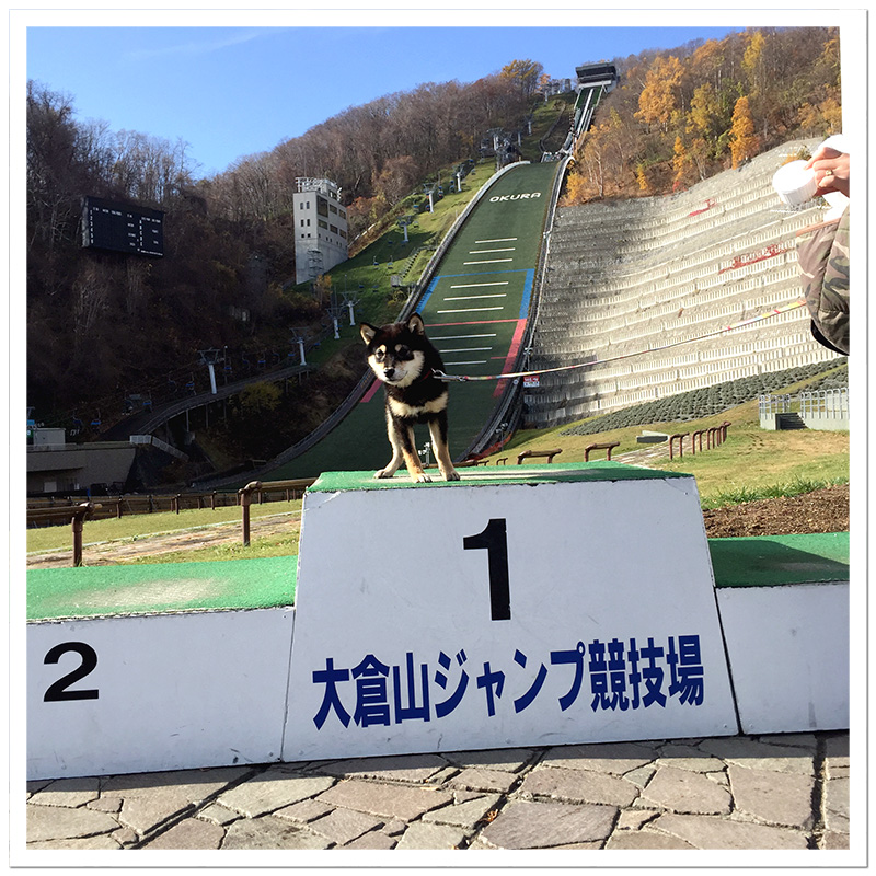 極小豆柴犬 夏音ちゃん