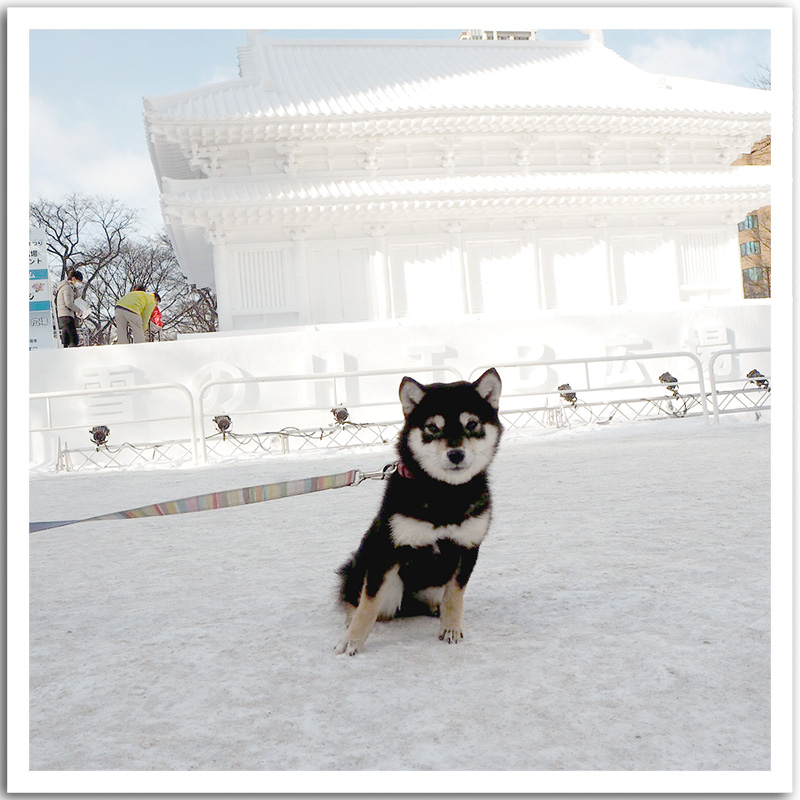 極小豆柴犬 夏音ちゃん