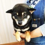 極小豆柴犬 黒