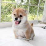 極小豆柴母犬 モナカちゃんの子c