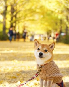 赤 極小豆柴 リリちゃん