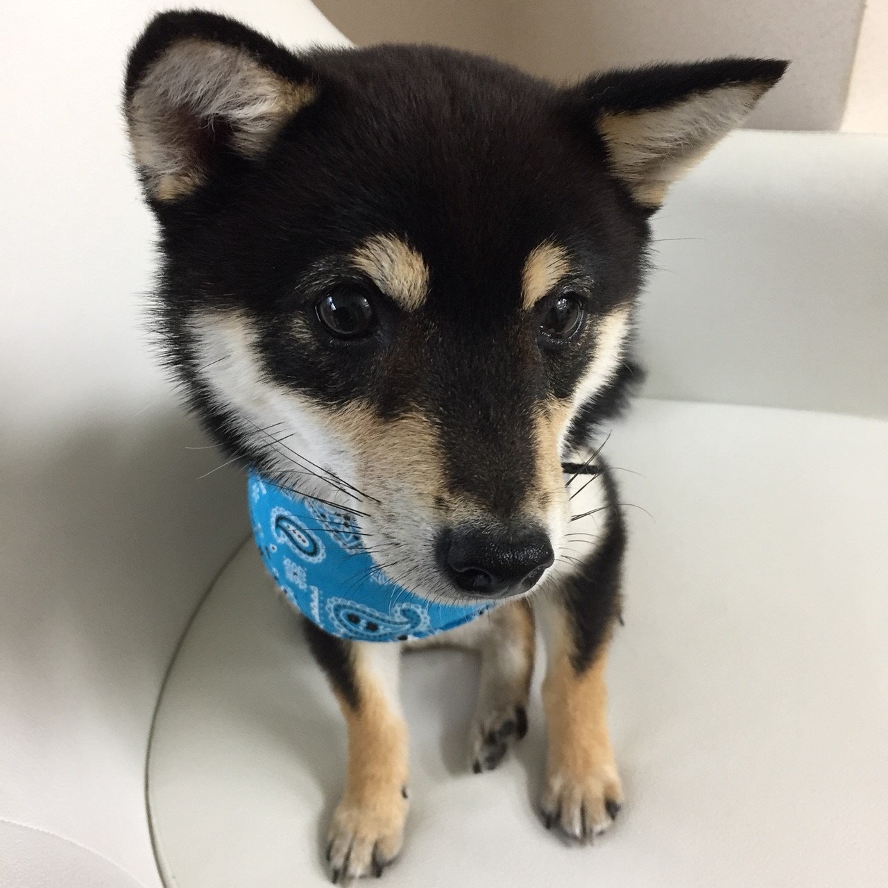 滋賀県のo様から 極小豆柴 ポチくん のお便り 豆柴ブリーダー富士野荘