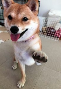 豆柴犬　歌舞ちゃん