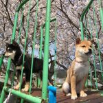 極小豆柴犬 ジローくんとこころくん