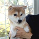 小豆柴の郷の犬