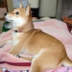 極小豆柴犬 狛龍くん