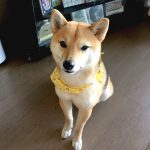 極小豆柴犬 アズキちゃん