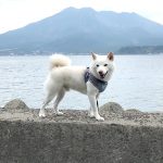 母犬極小豆柴 奔馳くん