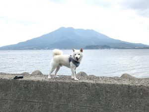 母犬極小豆柴 奔馳くん