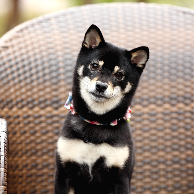 極小豆柴犬 結々ちゃん