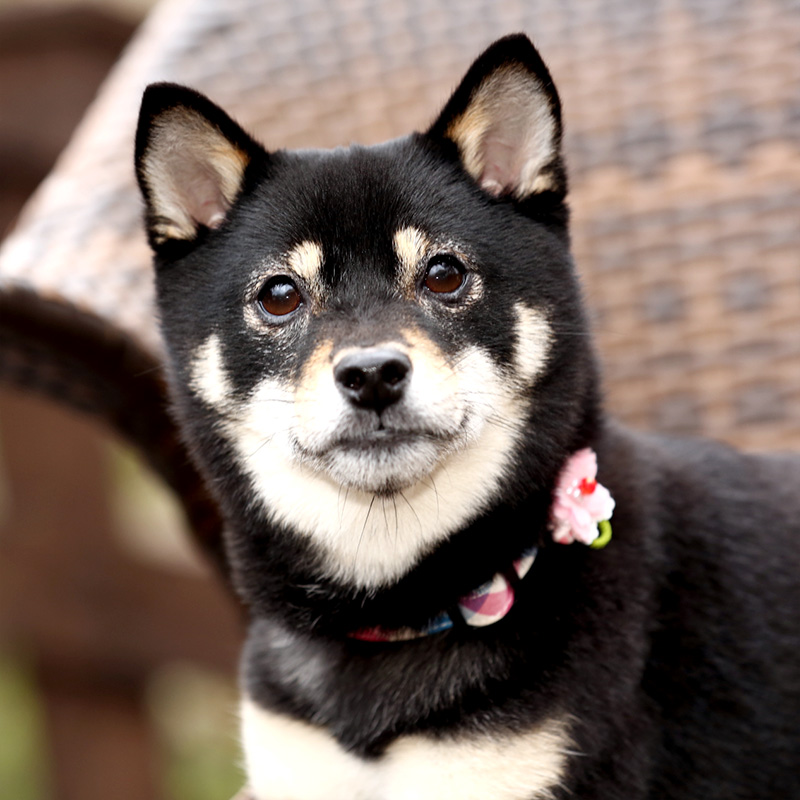 極小豆柴犬 結々ちゃん