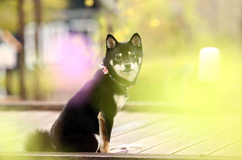 極小豆柴犬 結々ちゃん