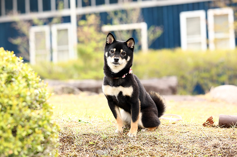 極小豆柴犬 結々ちゃん