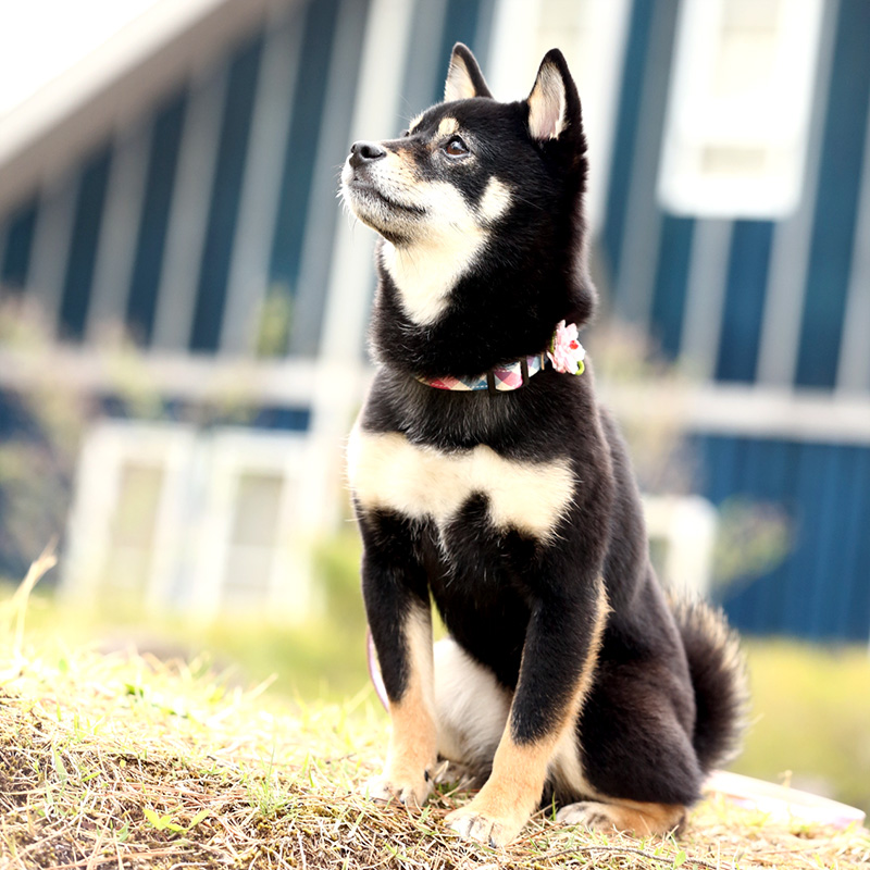 極小豆柴犬 結々ちゃん