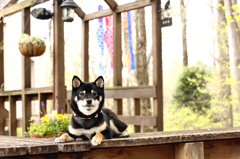 極小豆柴犬 結々ちゃん