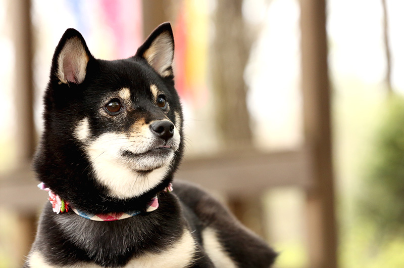 極小豆柴犬 結々ちゃん