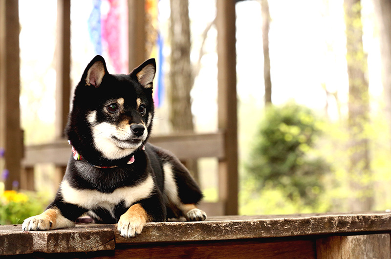 極小豆柴犬 結々ちゃん