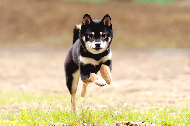 極小豆柴犬 結々ちゃん